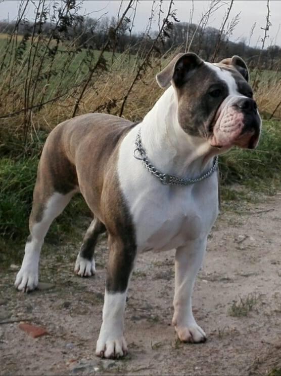 Olde english bulldogge DiamondBulls Anastasia aka "Åse" - 12 mdr. billede 1