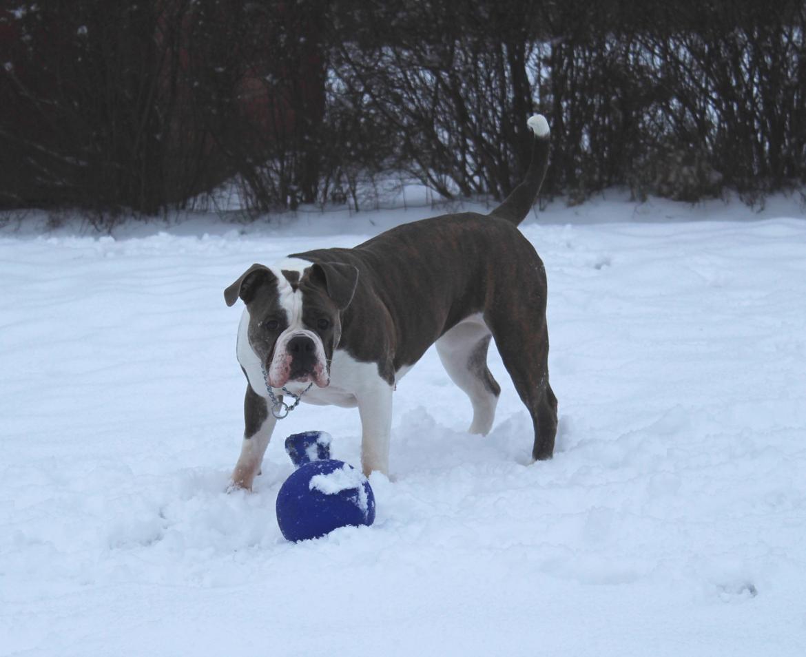 Olde english bulldogge DiamondBulls Anastasia aka "Åse" - 13 mdr. billede 49