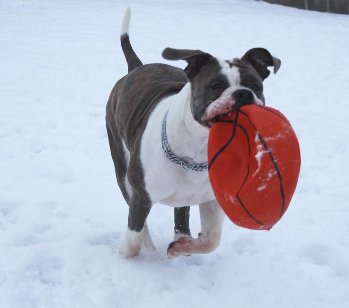 Olde english bulldogge DiamondBulls Anastasia aka "Åse" - 13 mdr. billede 50