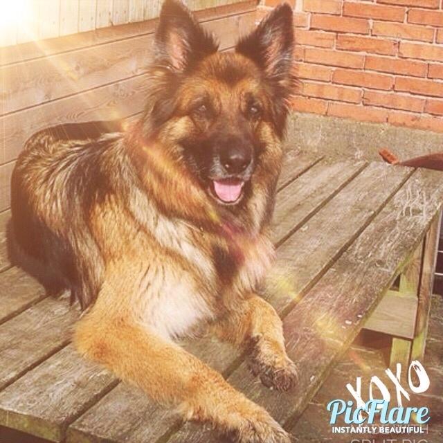 Schæferhund Sila billede 6