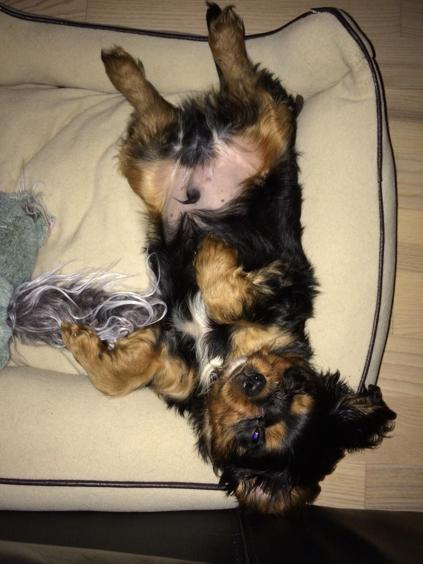 Cavalier king charles spaniel Matti billede 1