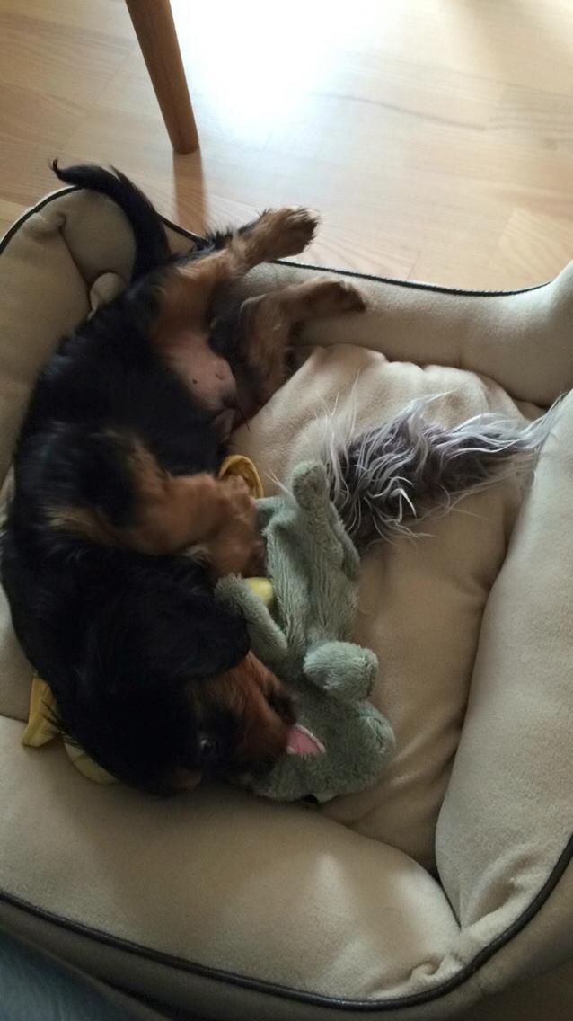 Cavalier king charles spaniel Matti billede 2