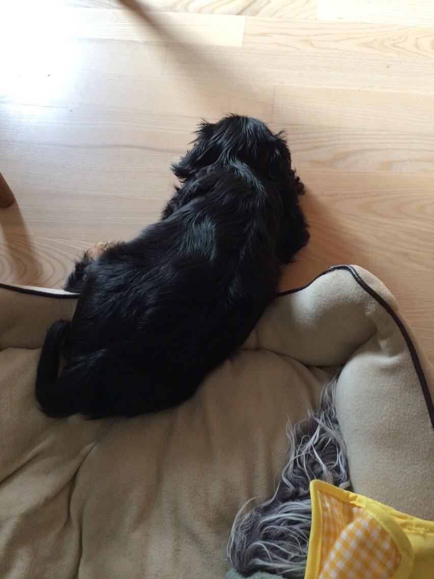 Cavalier king charles spaniel Matti billede 3