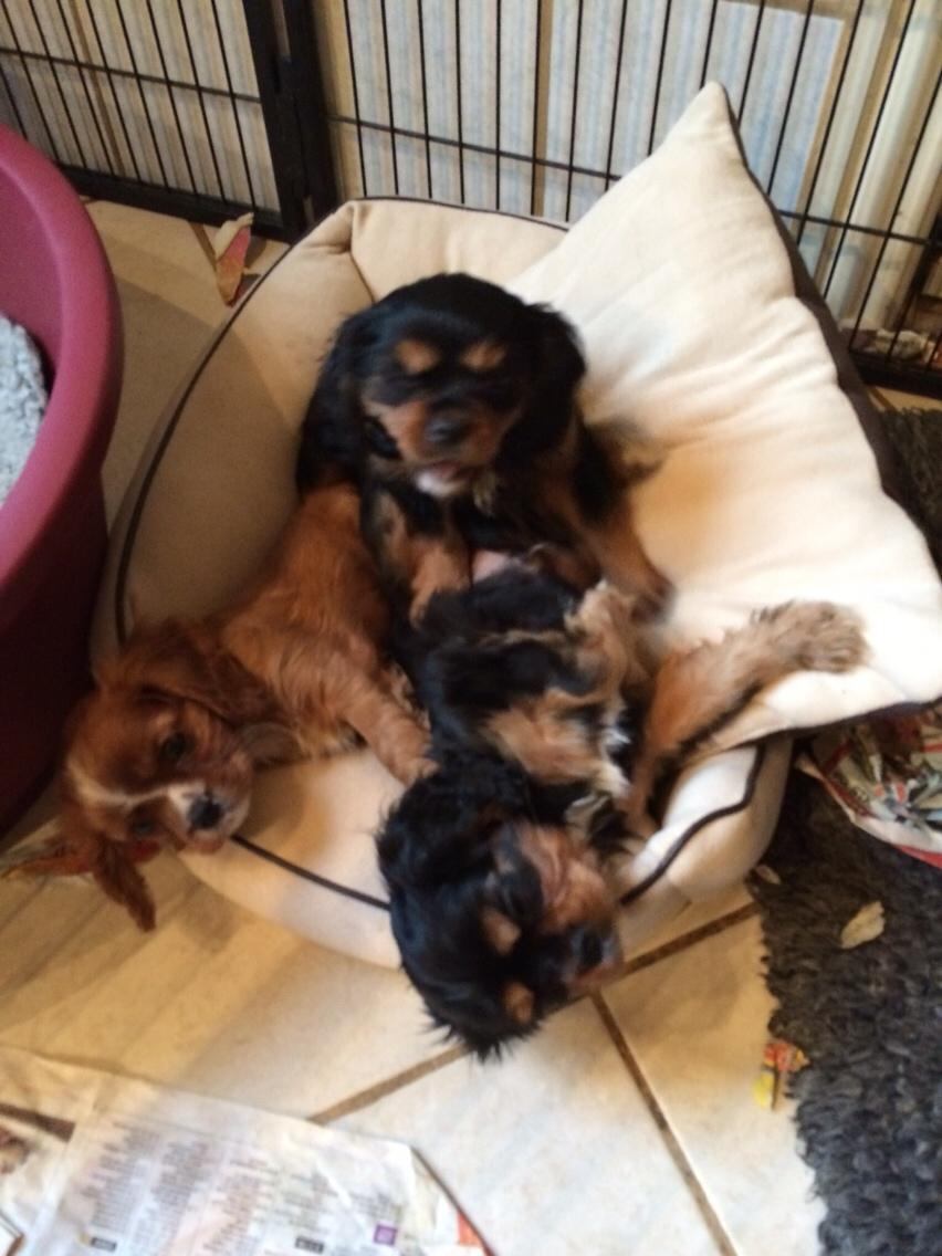 Cavalier king charles spaniel Matti billede 4