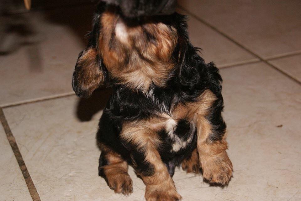 Cavalier king charles spaniel Matti billede 5