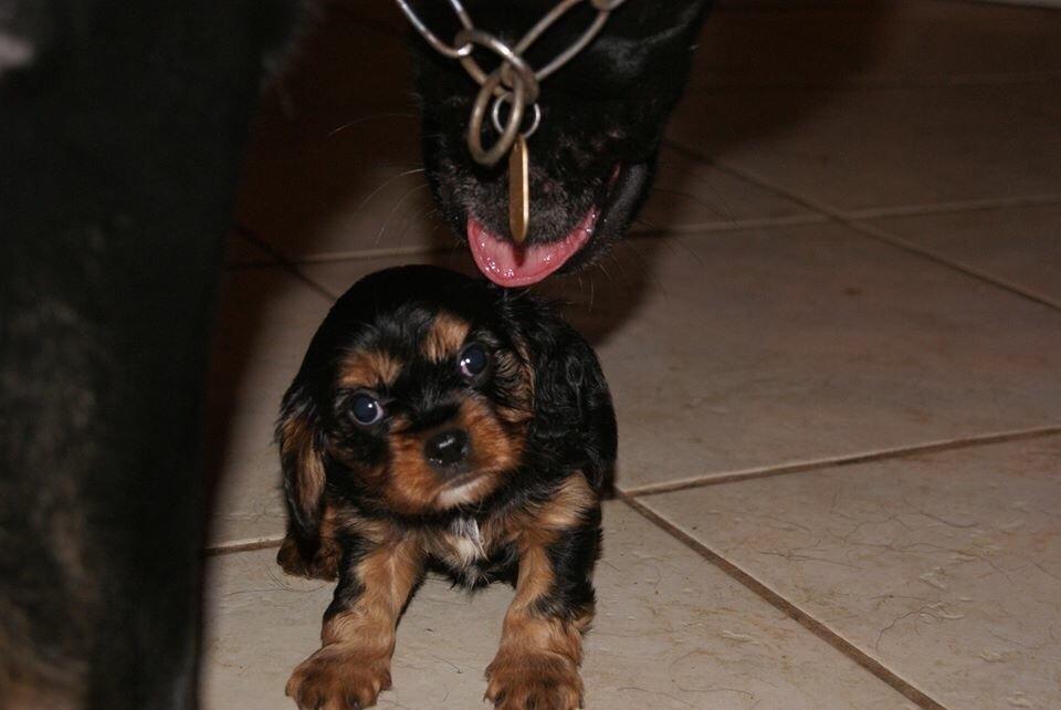 Cavalier king charles spaniel Matti billede 8