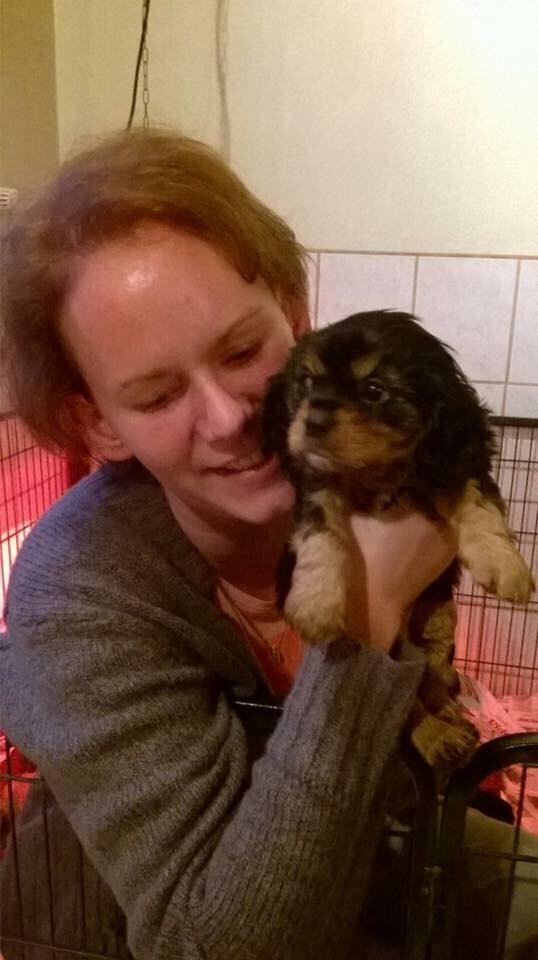 Cavalier king charles spaniel Matti billede 9