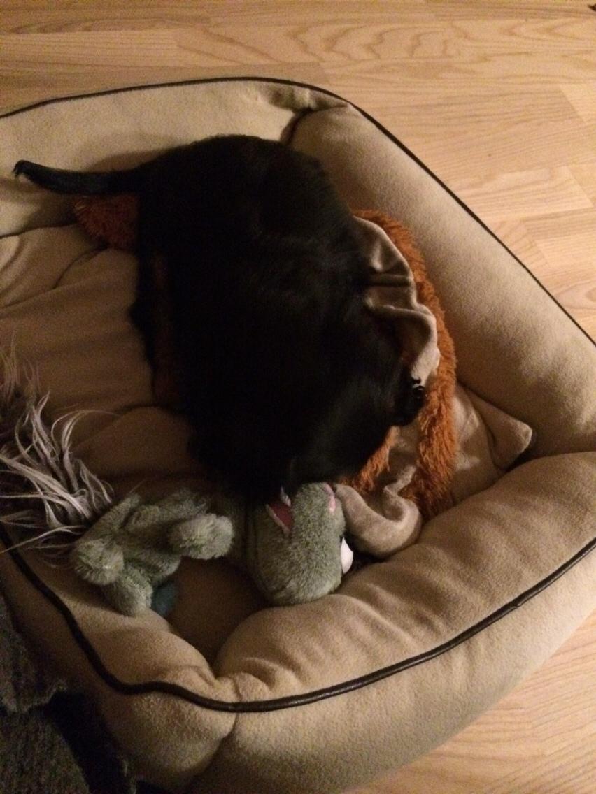 Cavalier king charles spaniel Matti billede 6