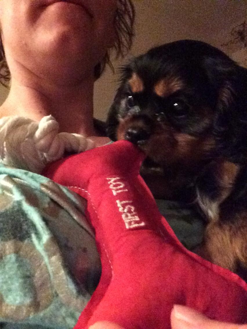 Cavalier king charles spaniel Matti billede 10