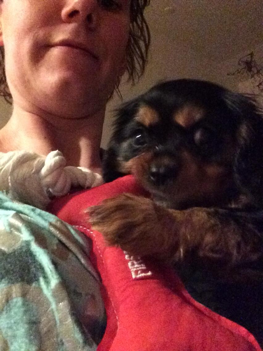 Cavalier king charles spaniel Matti billede 7