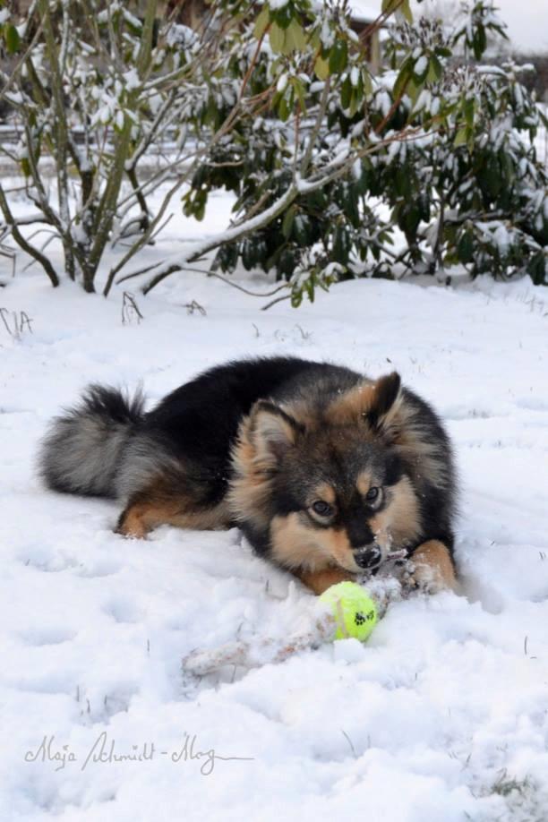 Finsk lapphund Silke  billede 20