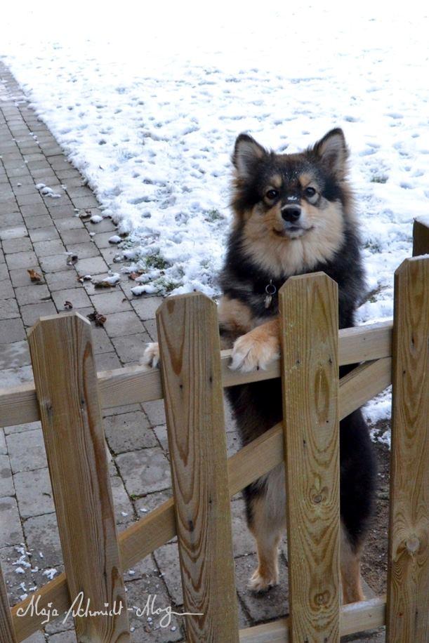 Finsk lapphund Silke  billede 24