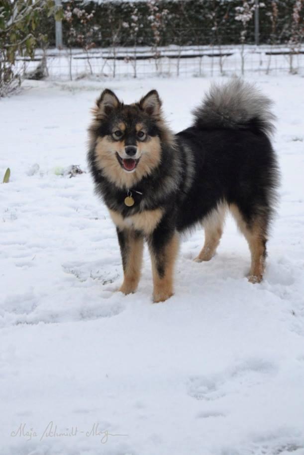 Finsk lapphund Silke  billede 25