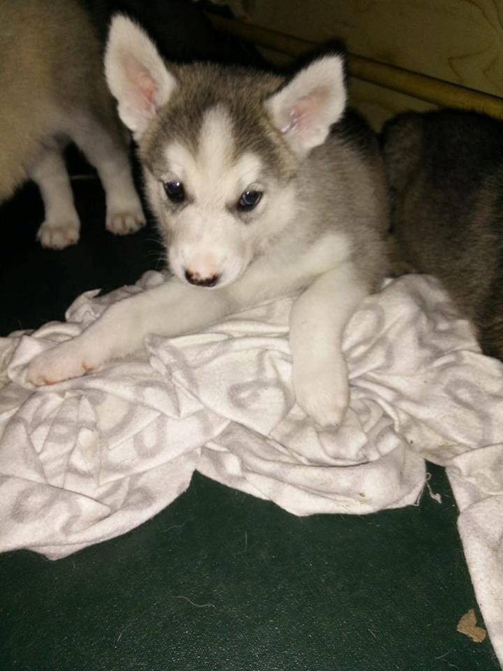 Tamaskan Dog Luna billede 3