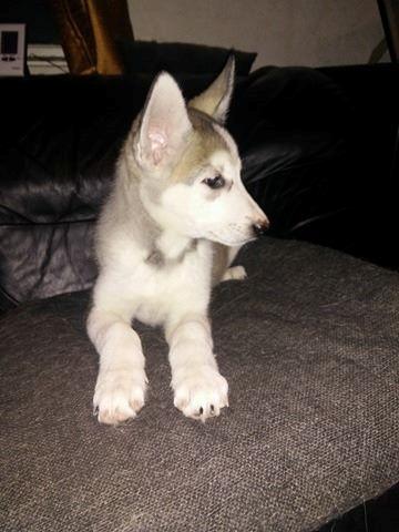 Tamaskan Dog Luna billede 5