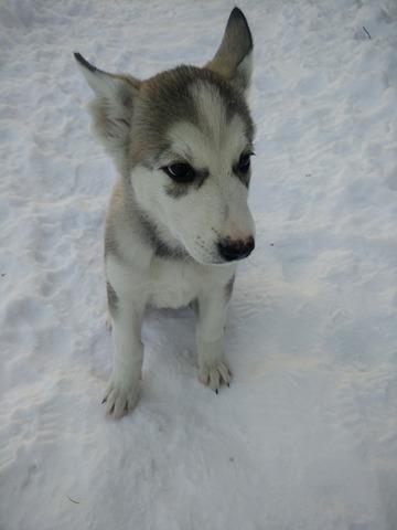 Tamaskan Dog Luna billede 4