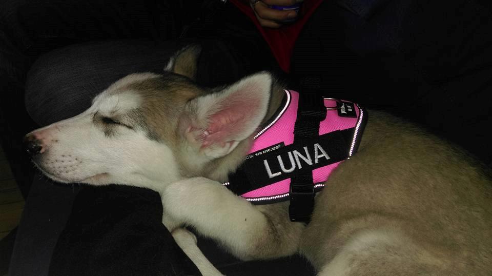 Tamaskan Dog Luna billede 6