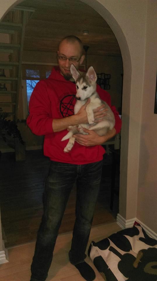 Tamaskan Dog Luna billede 7