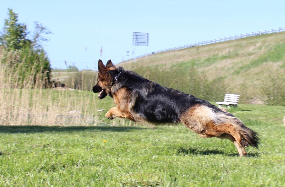 Schæferhund Vestegnen's Ciba billede 6