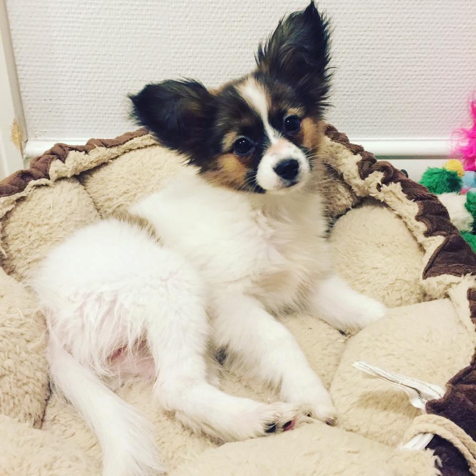 Papillon Nellie billede 5