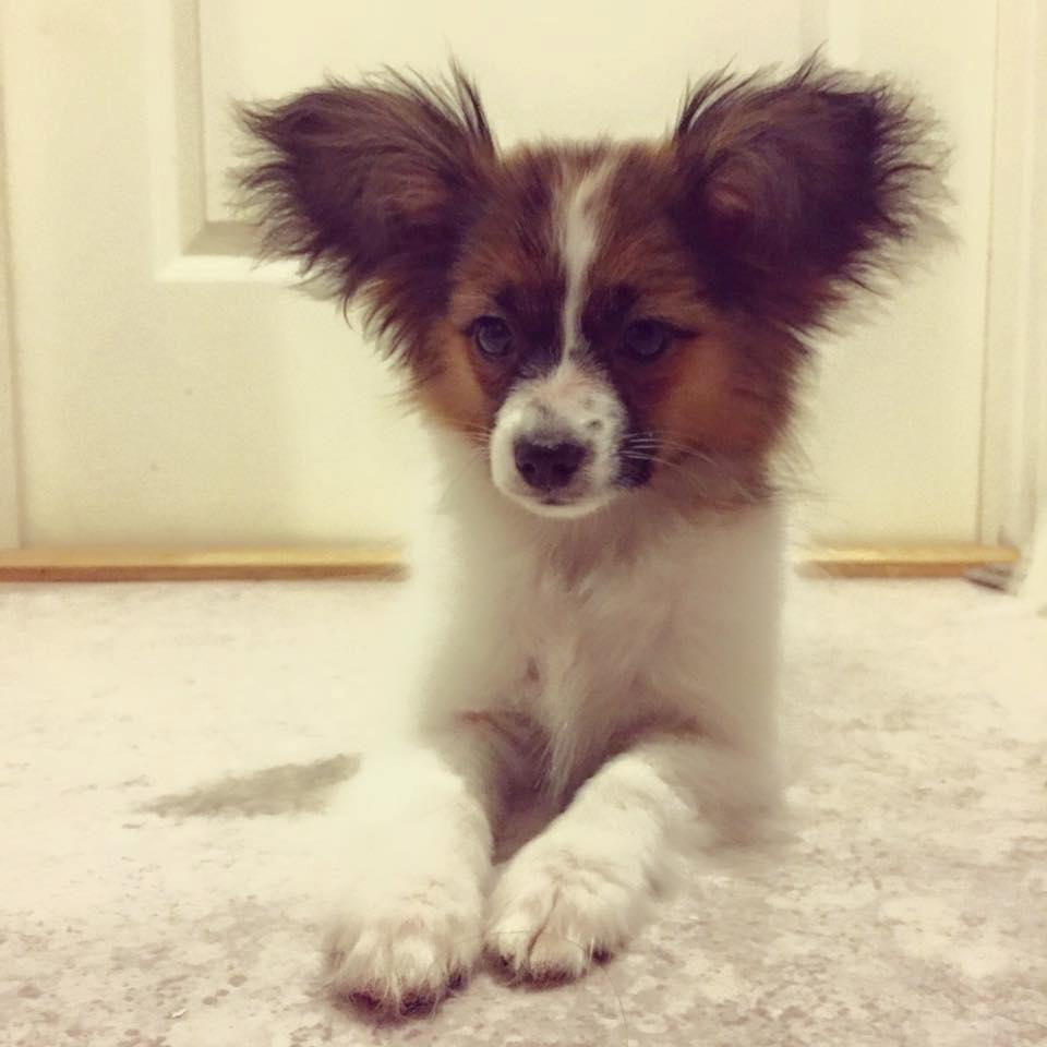 Papillon Nellie billede 12