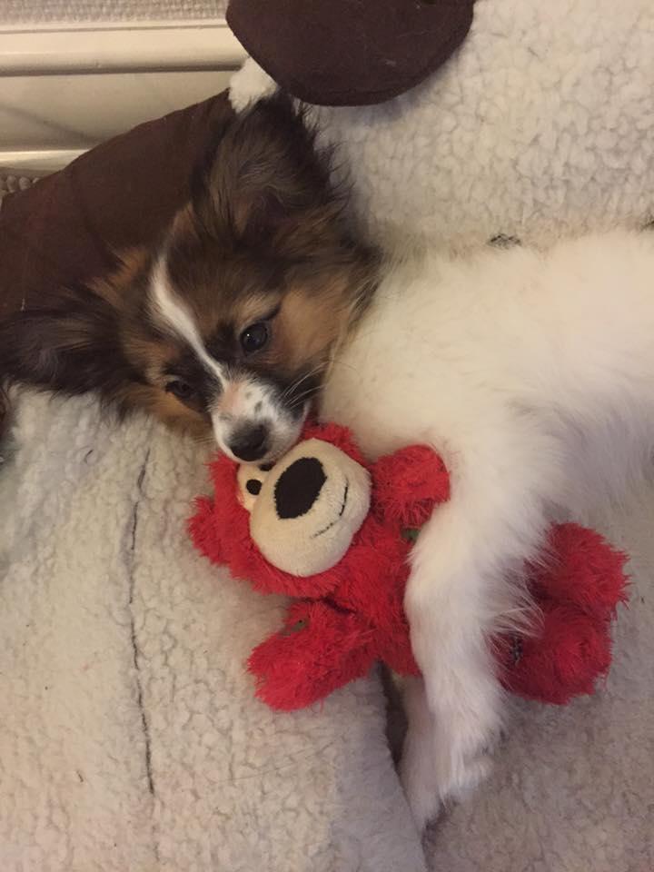 Papillon Nellie billede 13