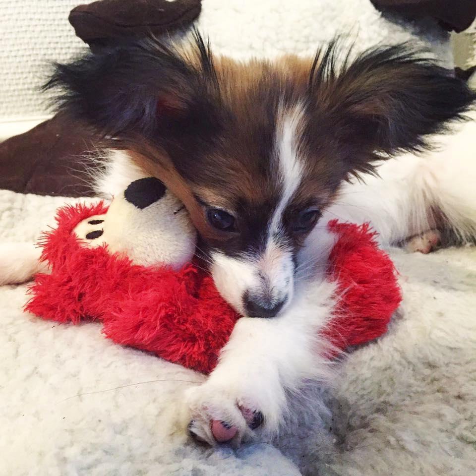 Papillon Nellie billede 11