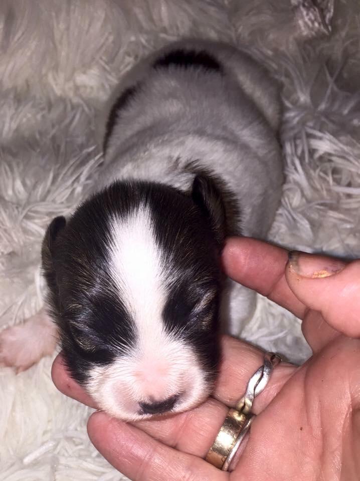 Papillon Nellie billede 14