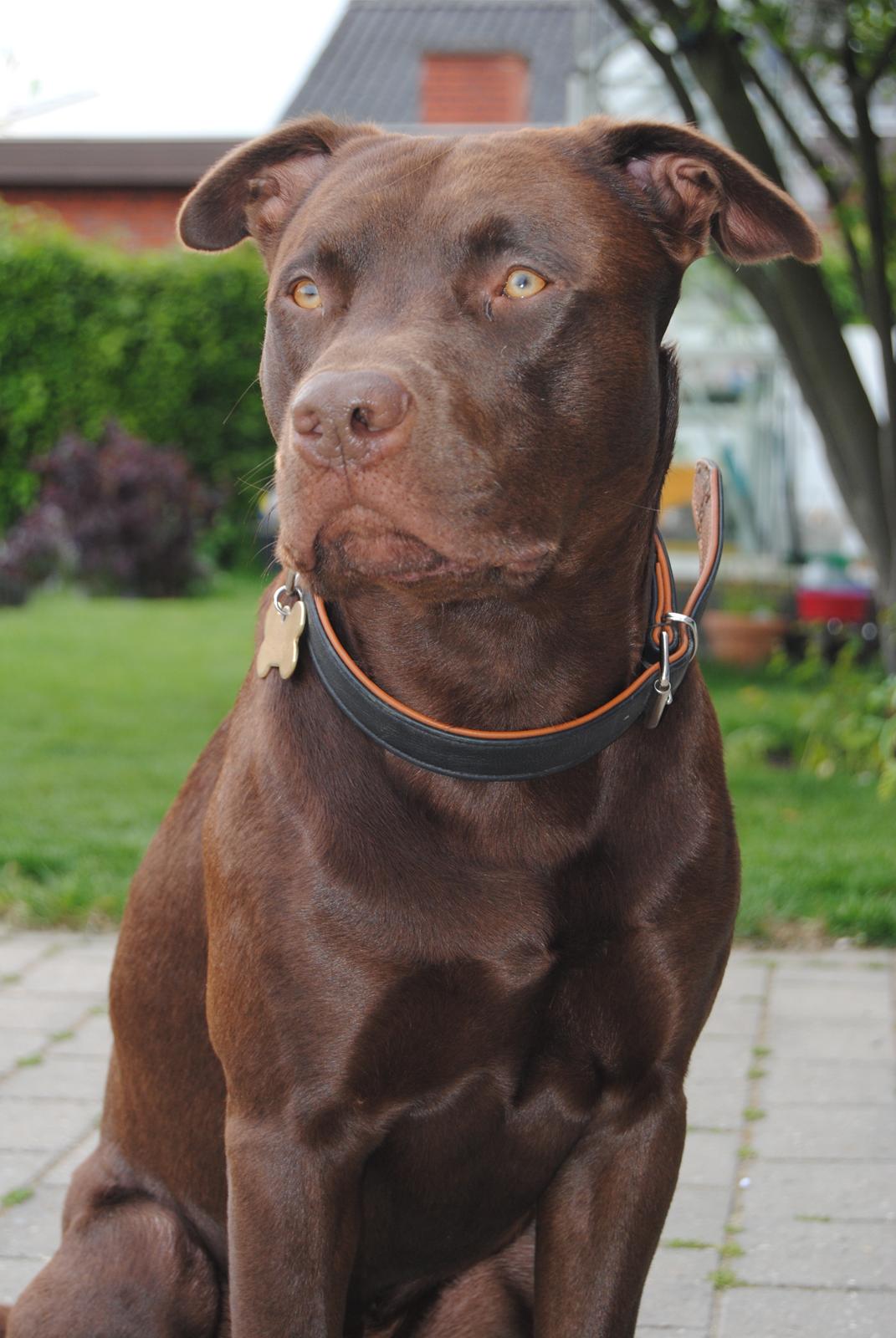 Blanding af racer Tyson billede 3