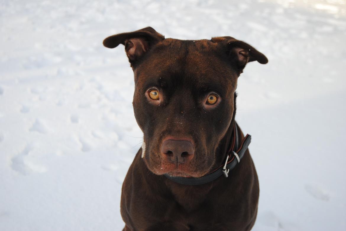 Blanding af racer Tyson billede 4