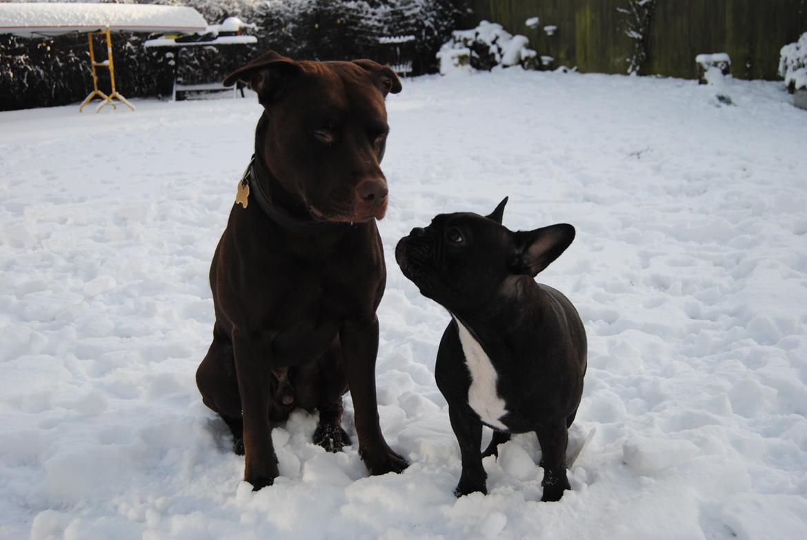 Blanding af racer Tyson billede 8