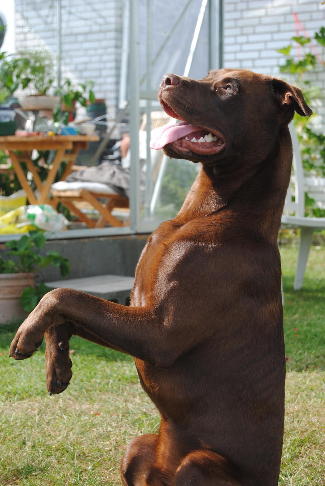 Blanding af racer Tyson billede 31