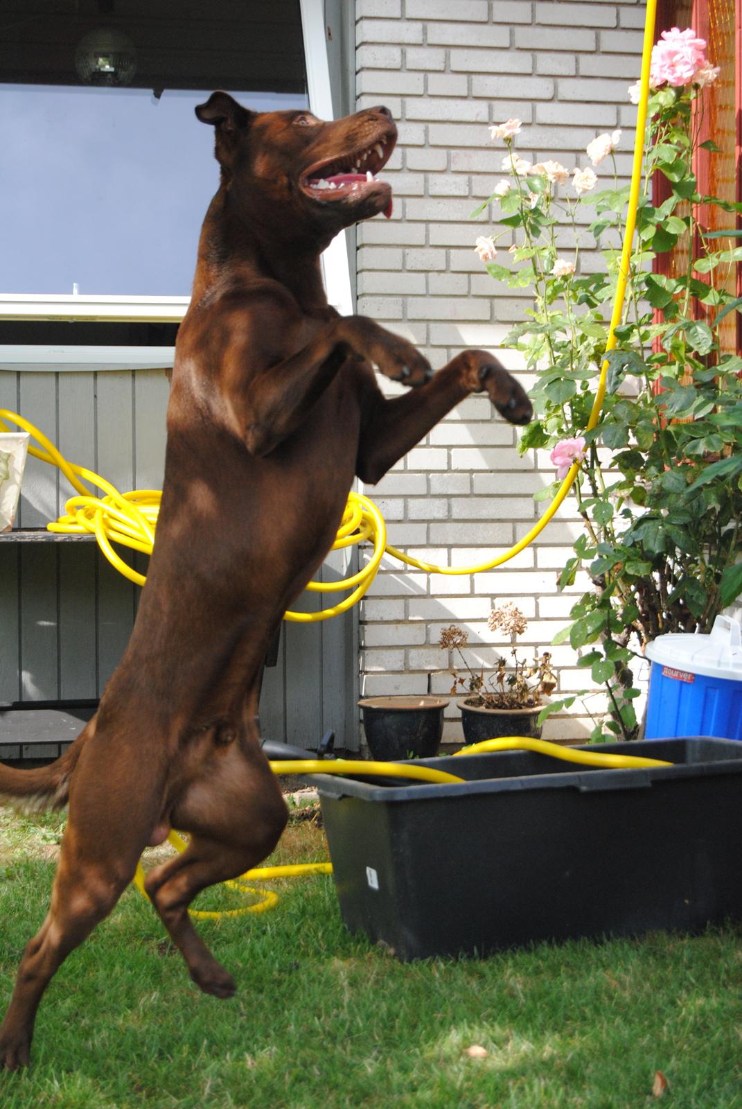 Blanding af racer Tyson billede 29