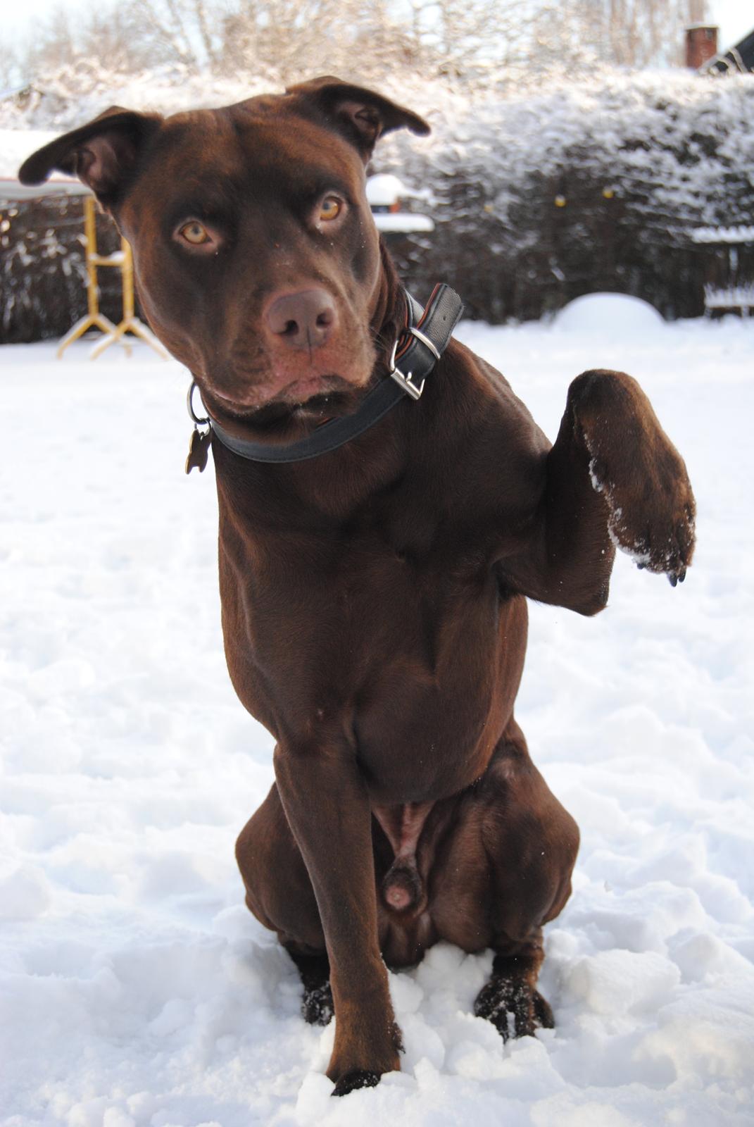 Blanding af racer Tyson billede 1