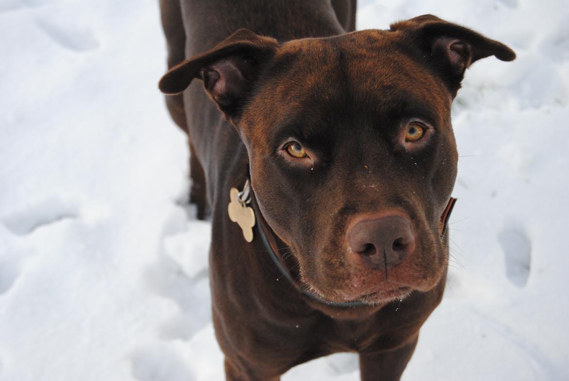 Blanding af racer Tyson billede 5