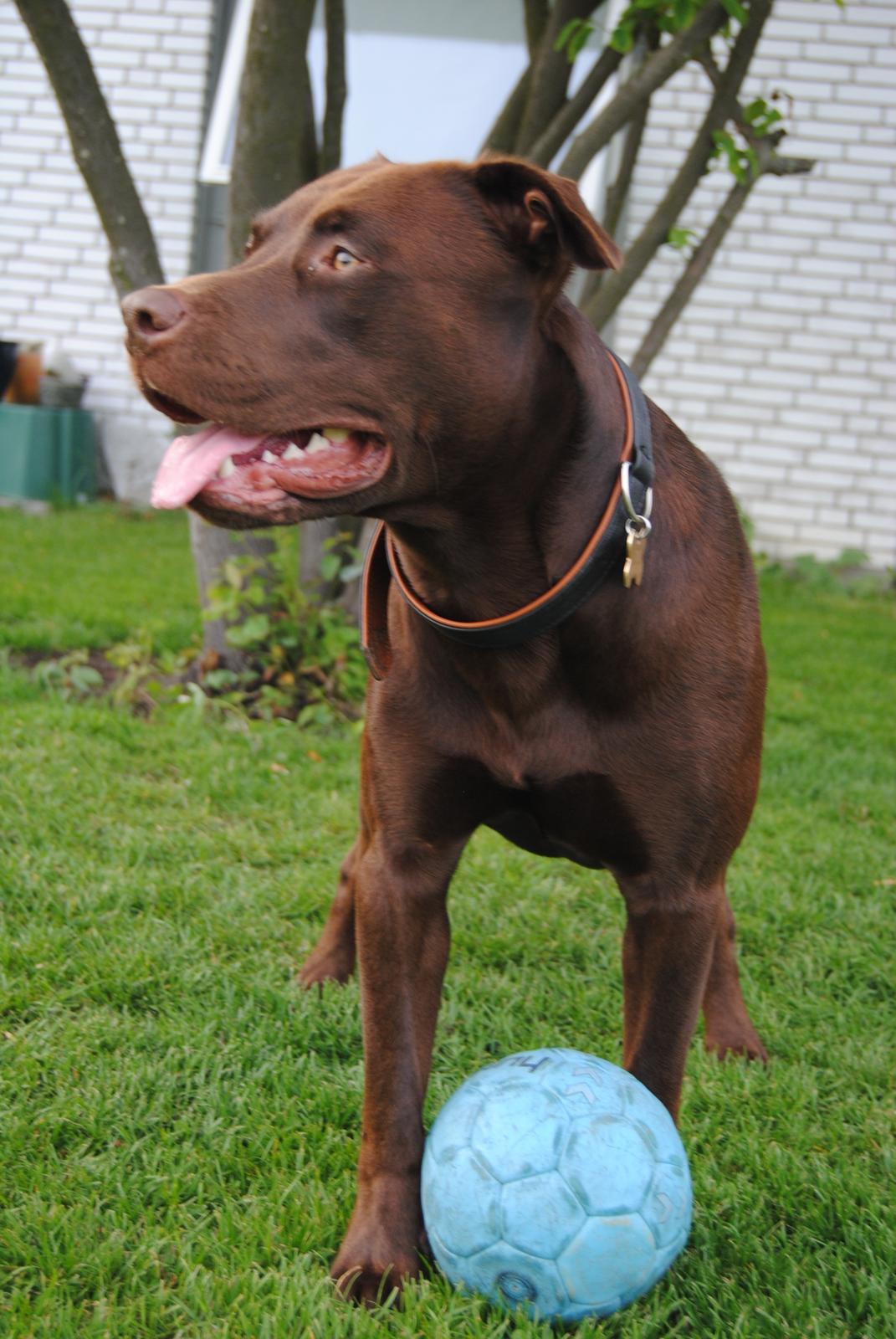 Blanding af racer Tyson billede 33