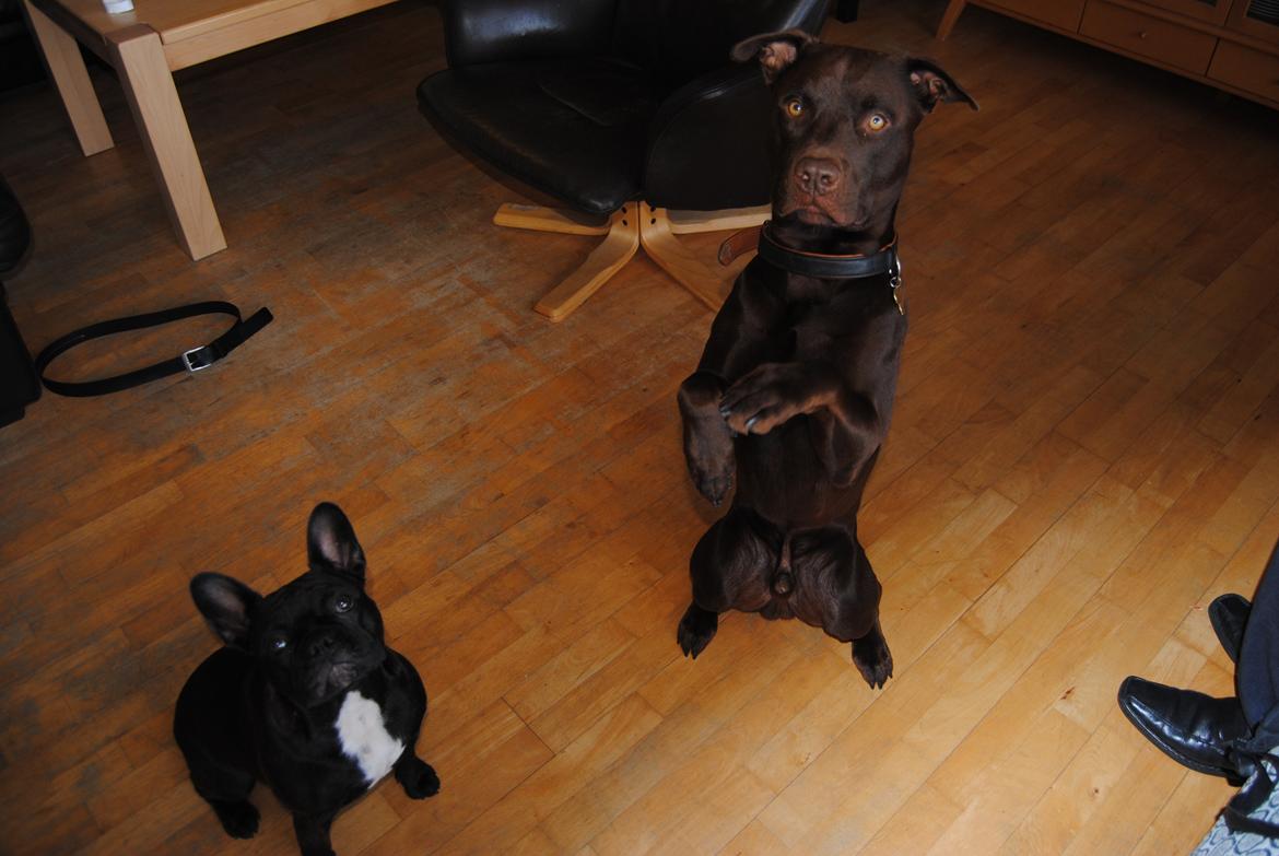 Blanding af racer Tyson billede 27