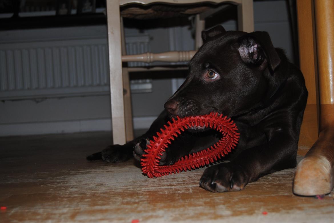 Blanding af racer Tyson billede 19