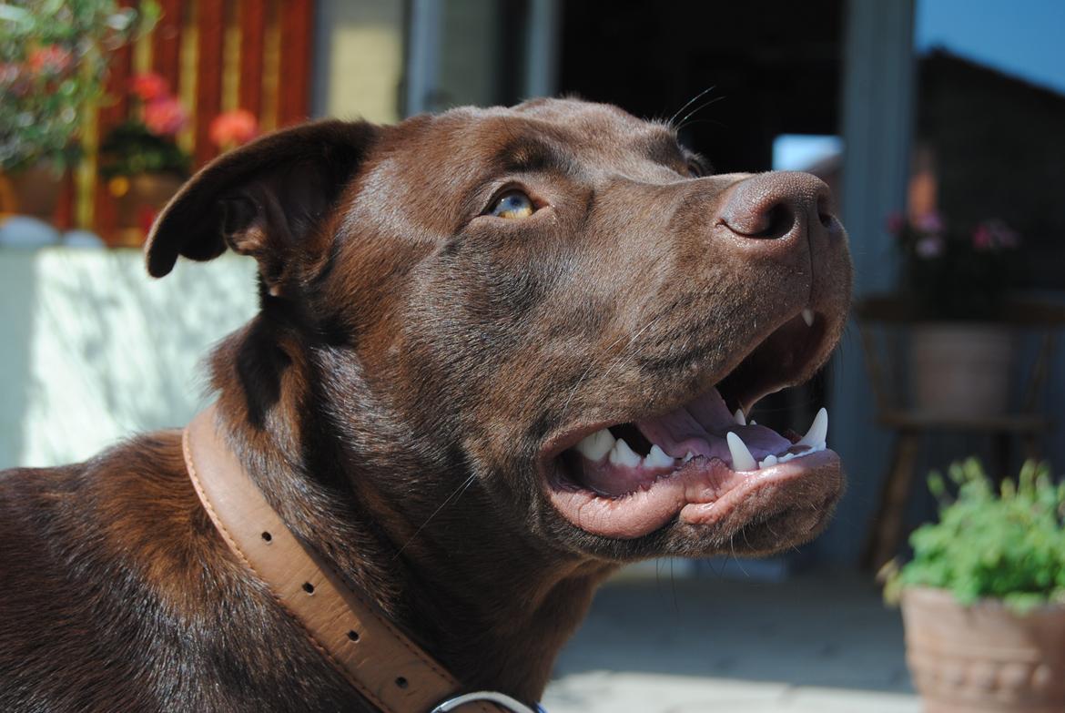 Blanding af racer Tyson billede 9