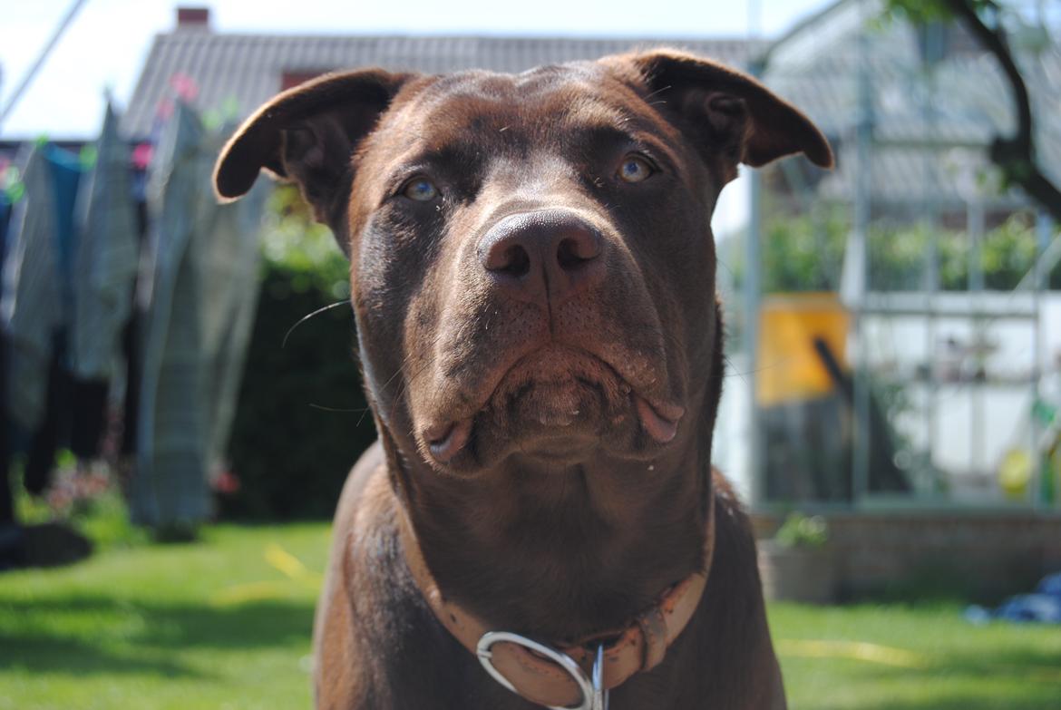 Blanding af racer Tyson billede 28