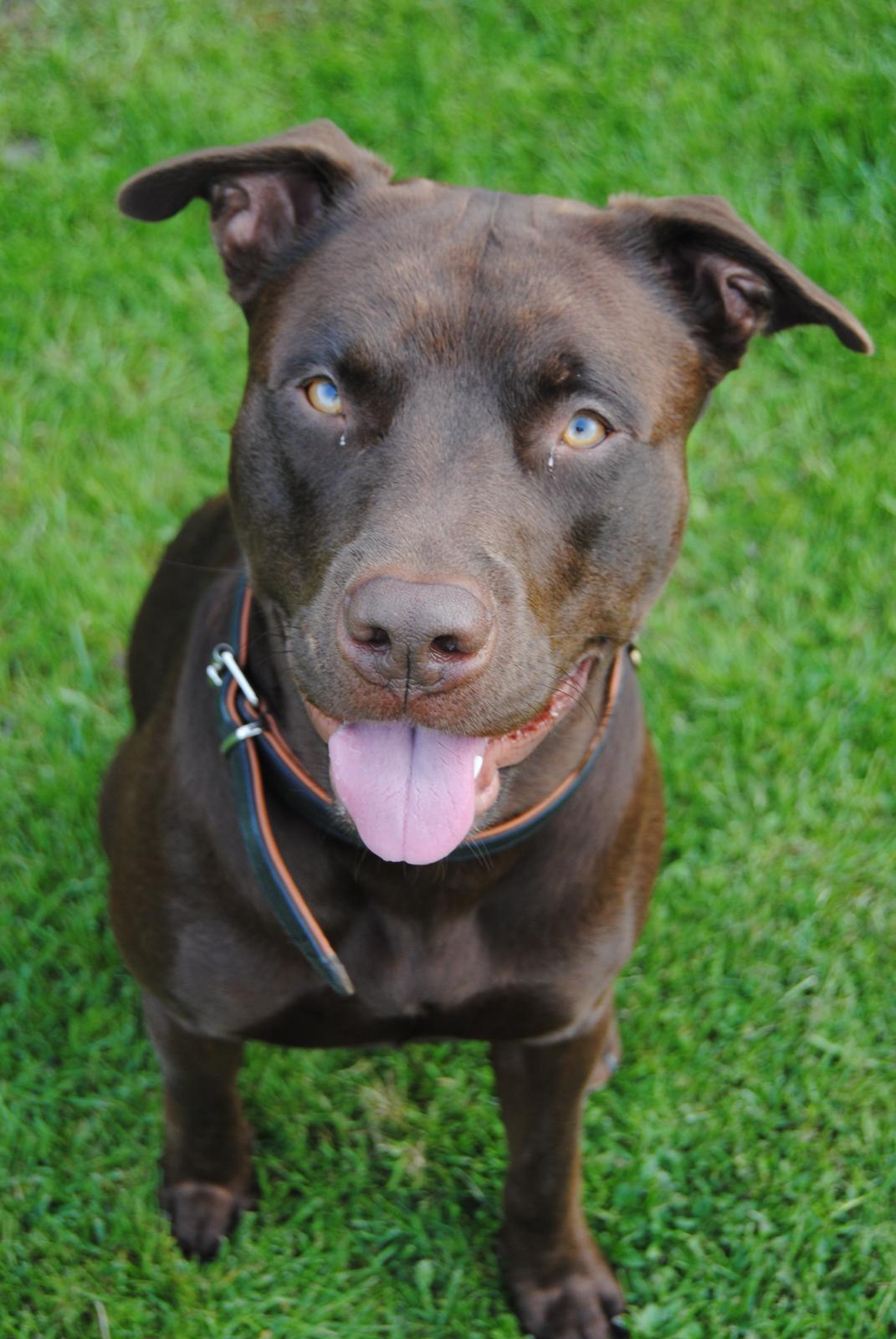 Blanding af racer Tyson billede 10