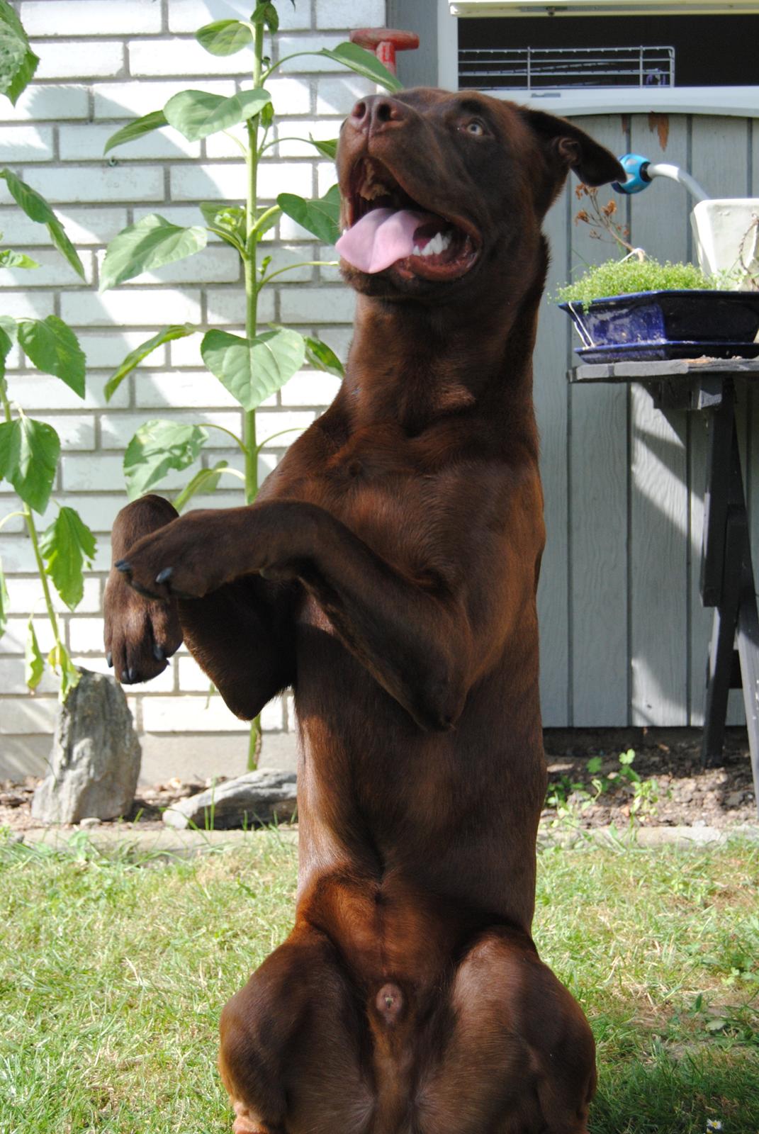 Blanding af racer Tyson billede 30