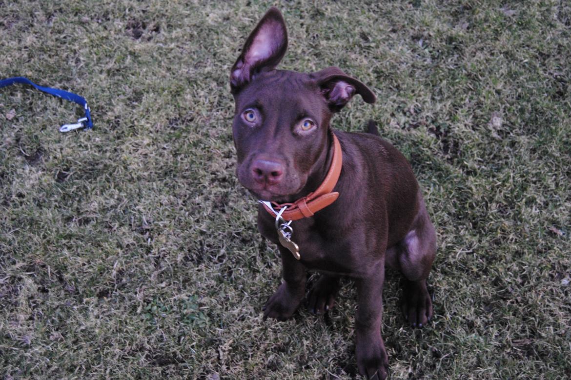 Blanding af racer Tyson billede 15