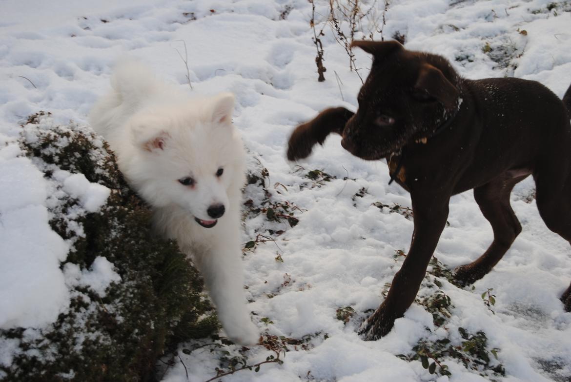 Blanding af racer Tyson billede 34