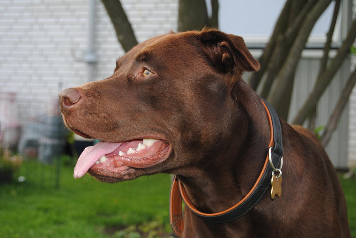 Blanding af racer Tyson billede 6