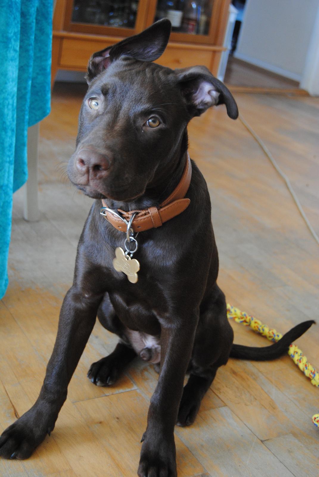 Blanding af racer Tyson billede 14