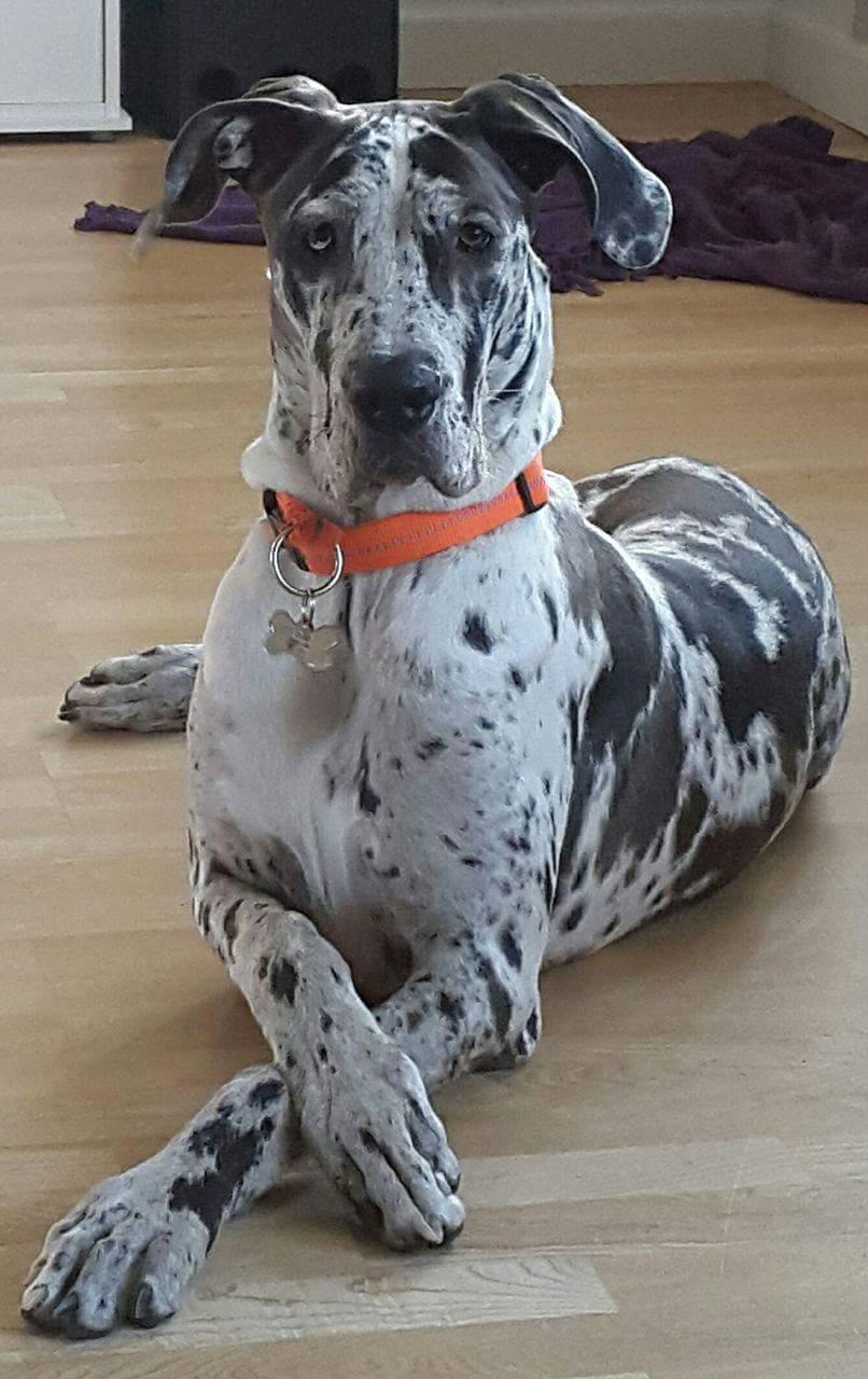 Grand danois diesel billede 1