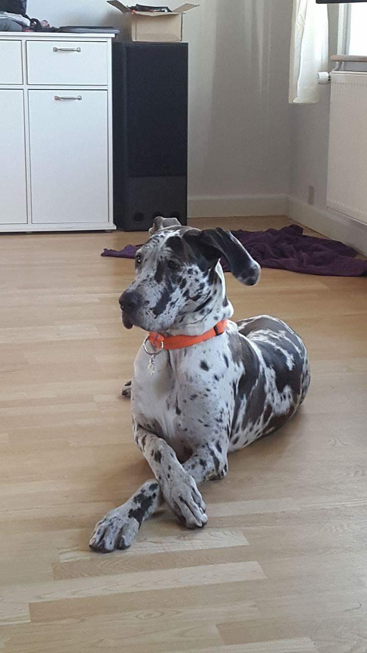 Grand danois diesel billede 2