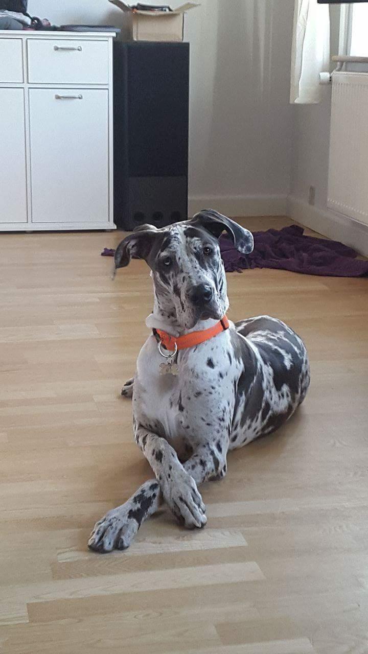 Grand danois diesel billede 3