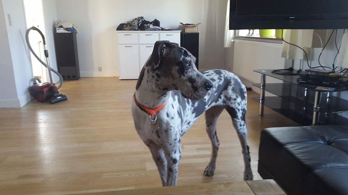 Grand danois diesel billede 4